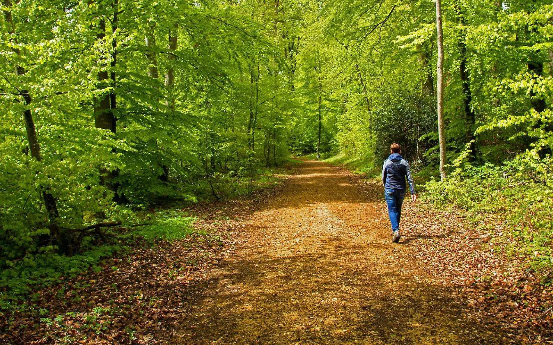 Caminata por el bosque